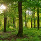 Image for article titled Biologists Recommend Trees Put Aside A Little Phosphorus For Unexpected Emergencies